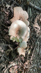 Leucoagaricus americanus