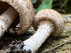 Lacrymaria echiniceps