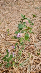 Lantana fucata
