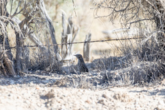 Oreoscoptes montanus