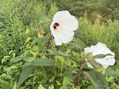 Hibiscus moscheutos