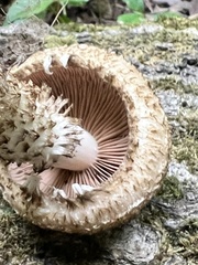 Lacrymaria echiniceps