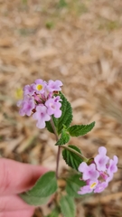 Lantana fucata