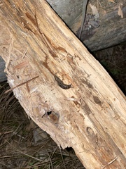 Philomycus carolinianus