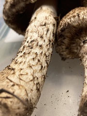 Lacrymaria echiniceps