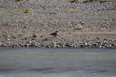 Lophonetta specularioides