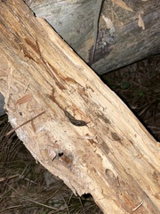 Philomycus carolinianus