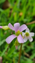 Oxalis triangularis
