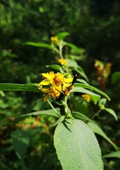 Eremnophila
