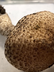 Lacrymaria echiniceps