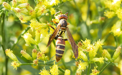 Polistes dorsalis