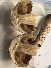 Lacrymaria echiniceps