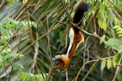 Callosciurus prevostii