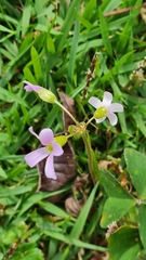 Oxalis triangularis