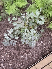 Aquilegia canadensis