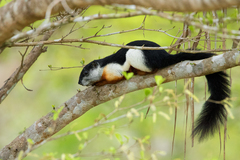 Callosciurus prevostii