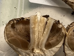 Lacrymaria echiniceps