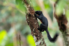 Callosciurus prevostii