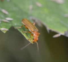 Cantharis cryptica