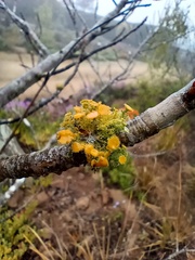 Teloschistes chrysophthalmus