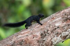 Callosciurus prevostii