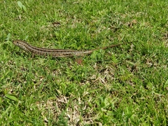 Trachylepis capensis