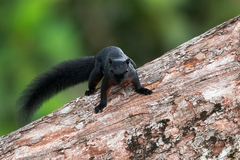Callosciurus prevostii