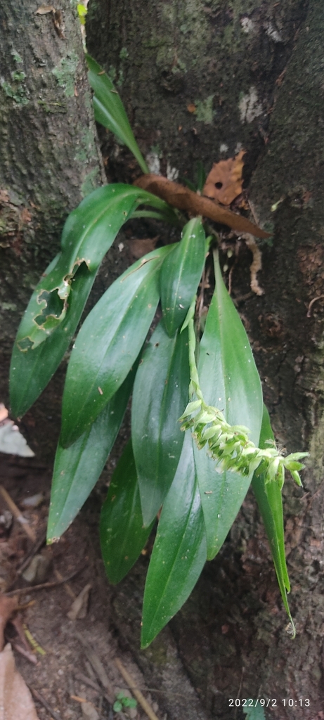 Cyclopogon congestus