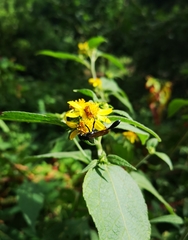 Eremnophila