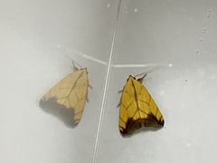 Xanthodes transversa