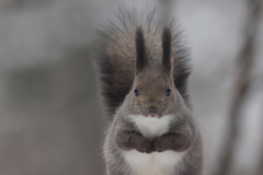 Sciurus vulgaris orientis