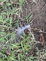 Streptopelia decaocto