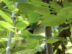 Vermivora chrysoptera