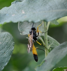 Ichneumonidae