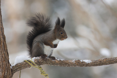 Sciurus vulgaris orientis