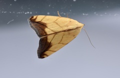 Xanthodes transversa