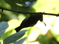 Vermivora chrysoptera