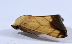 Xanthodes transversa