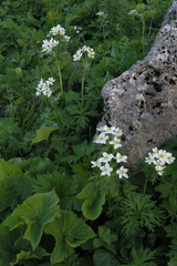 Anemonastrum fasciculatum