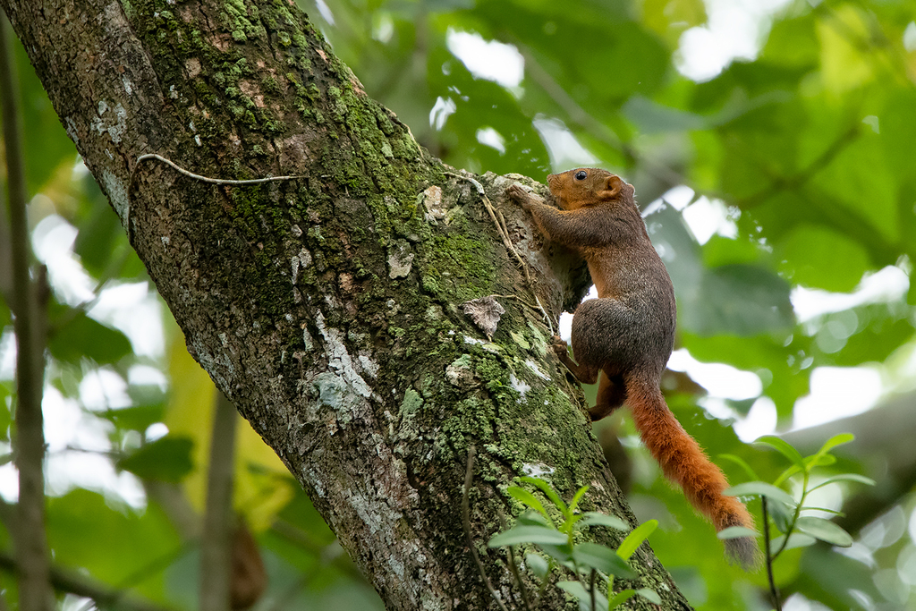 Southern Palawan Tree Squirrel