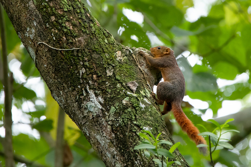 Southern Palawan Tree Squirrel (Sundasciurus steerii) — Least Concern Mammalia