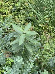 Asclepias syriaca