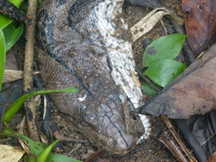Malayopython reticulatus
