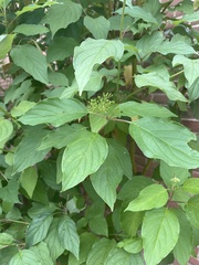 Cornus sericea