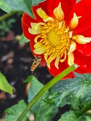 Episyrphus balteatus