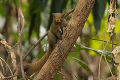 Callosciurus quinquestriatus