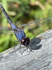 Trithemis festiva