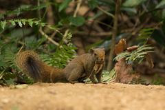 Callosciurus quinquestriatus