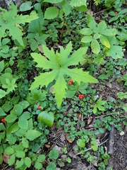 Petasites frigidus palmatus