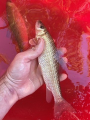 Moxostoma macrolepidotum